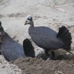 maleo