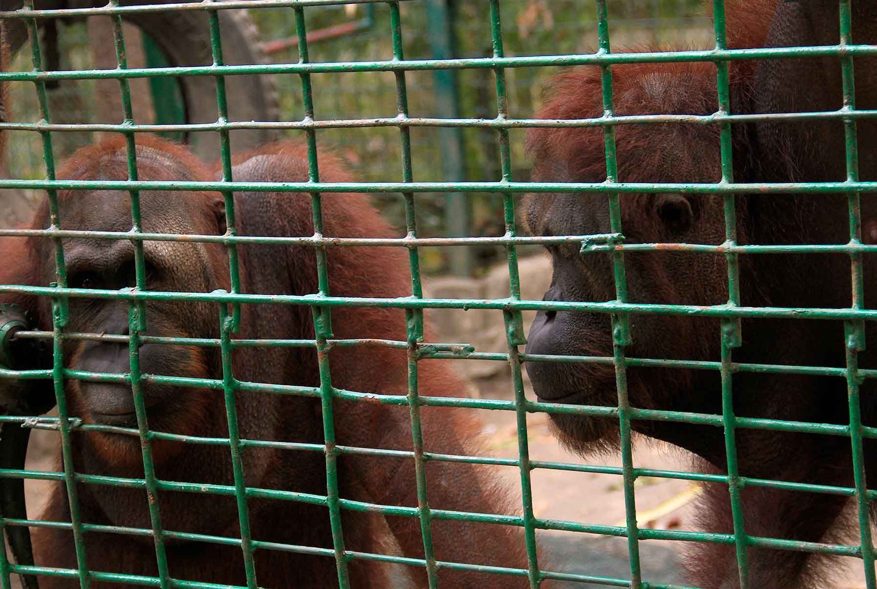 Dua Orangutan di Pusat Penyelamatan Satwa Tasikoki. (Foto: Zonautara.com/Ronny Adolof Buol)