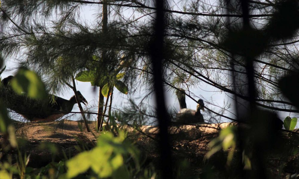 FOTO: Mengintip Maleo di Binerean