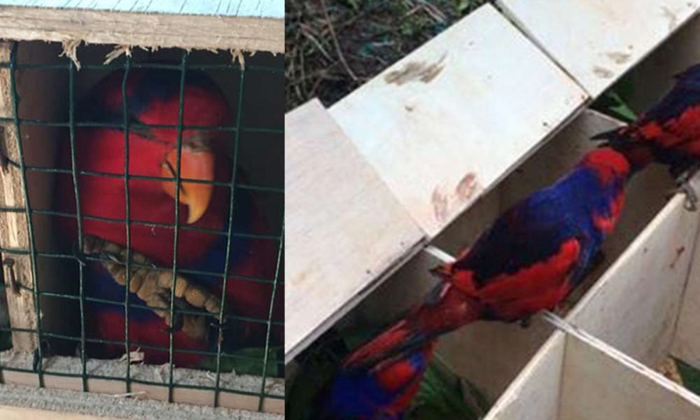 6 Ekor Sampiri Kembali Lagi Ke Tanah Kelahirannya