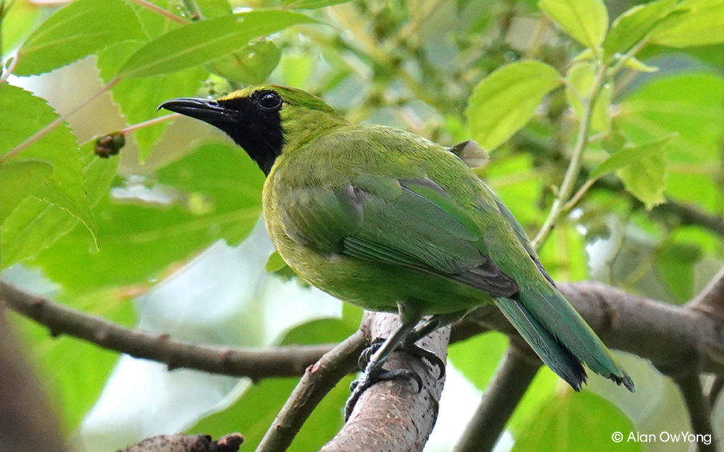 Ketambahan 21 Spesies Baru Indonesia Punya 1 794 Spesies Burung