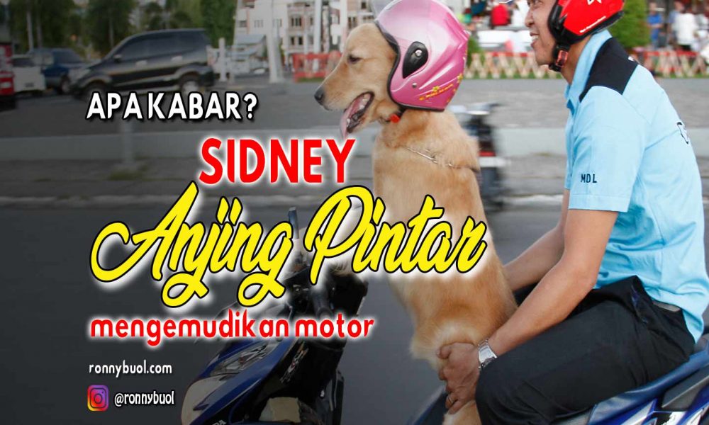 VIDEO: Apa kabar Sidney?, Anjing pintar yang mengemudikan motor