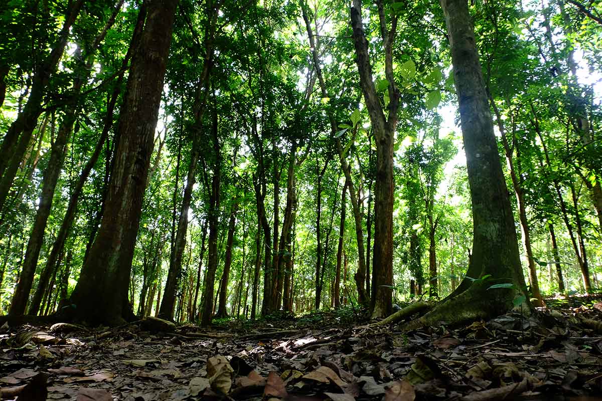 Kebun raya megawati