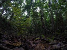 Hutan Kebun Raya Megawati