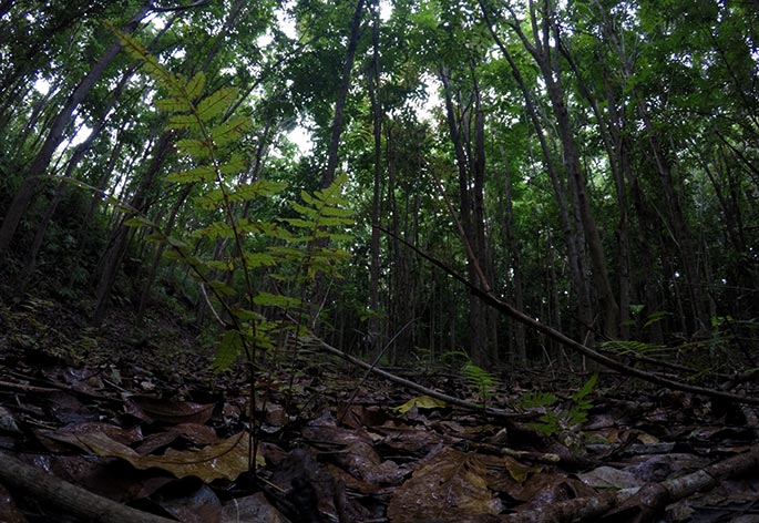Hutan Kebun Raya Megawati