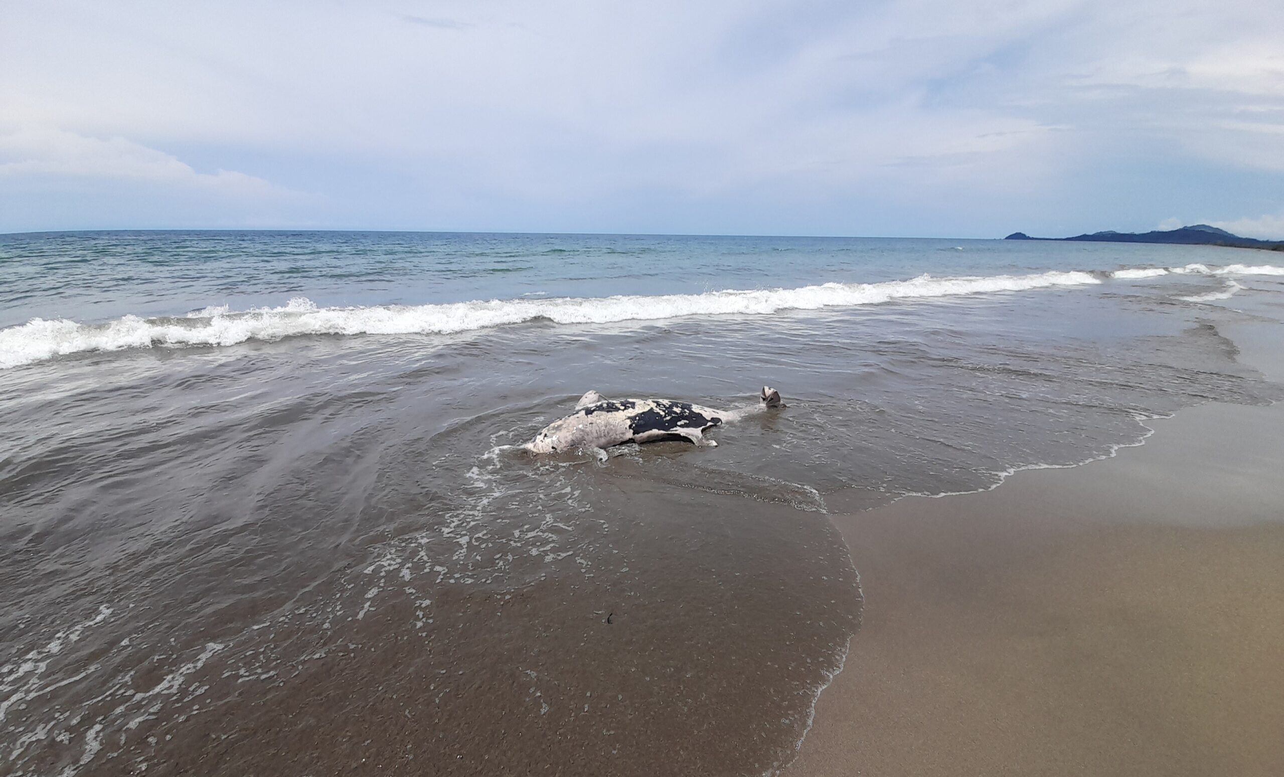 Bangkai seekor paus yang terdampar di pantai Batu Pinagut, Kabupaten Bolmut. (Foto Fandri Mamonto)