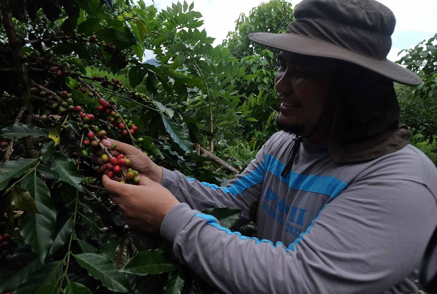 Rio Lombone, salah satu petani kopi di Mobalang, Kota Kotamobagu sedang menunjukkan buah kopi di perkebunan yang diolahnya. (Foto: Zonautara.com/Marshal Datundungon)
