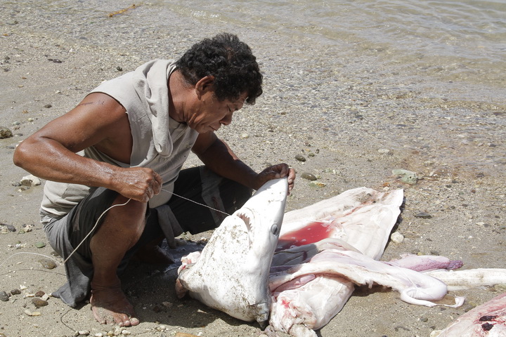 Apolos (48), sedang berusaha mengeluarkan mata pancing yang tersangkut di mulut hiu yang ditangkapnya di perairan Sulawesi Utara.