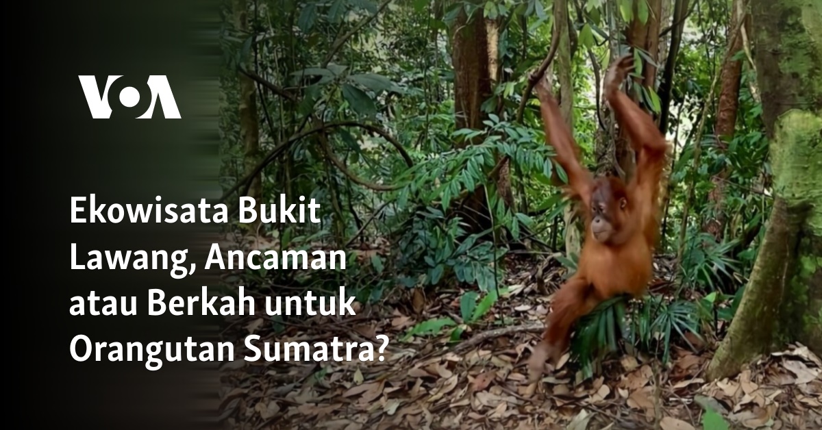 Ekowisata Bukit Lawang, Ancaman atau Berkah untuk Orangutan Sumatra?