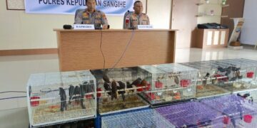 Polres Sangihe berhasil menggagalkan upaya penyelundupan puluhan burung ke Filipina, Kamis, (7/9/2023), (Foto: Andhika Janis).