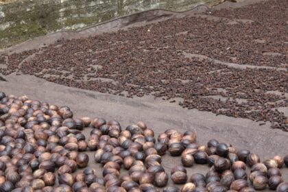 Intip Produksi Tanaman Pala, Cengkeh dan Kelapa yang Jadi Primadona Perkebunan Sitaro