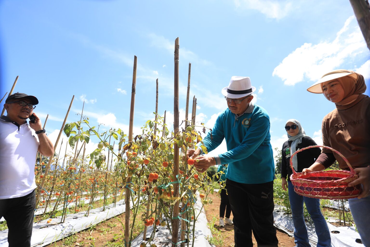 Pj Wali Kota Kotamobagu, Asripan Nani saat memimpin panen tanaman program Marijo ba Kobong, (Foto: Diskominfo KK).