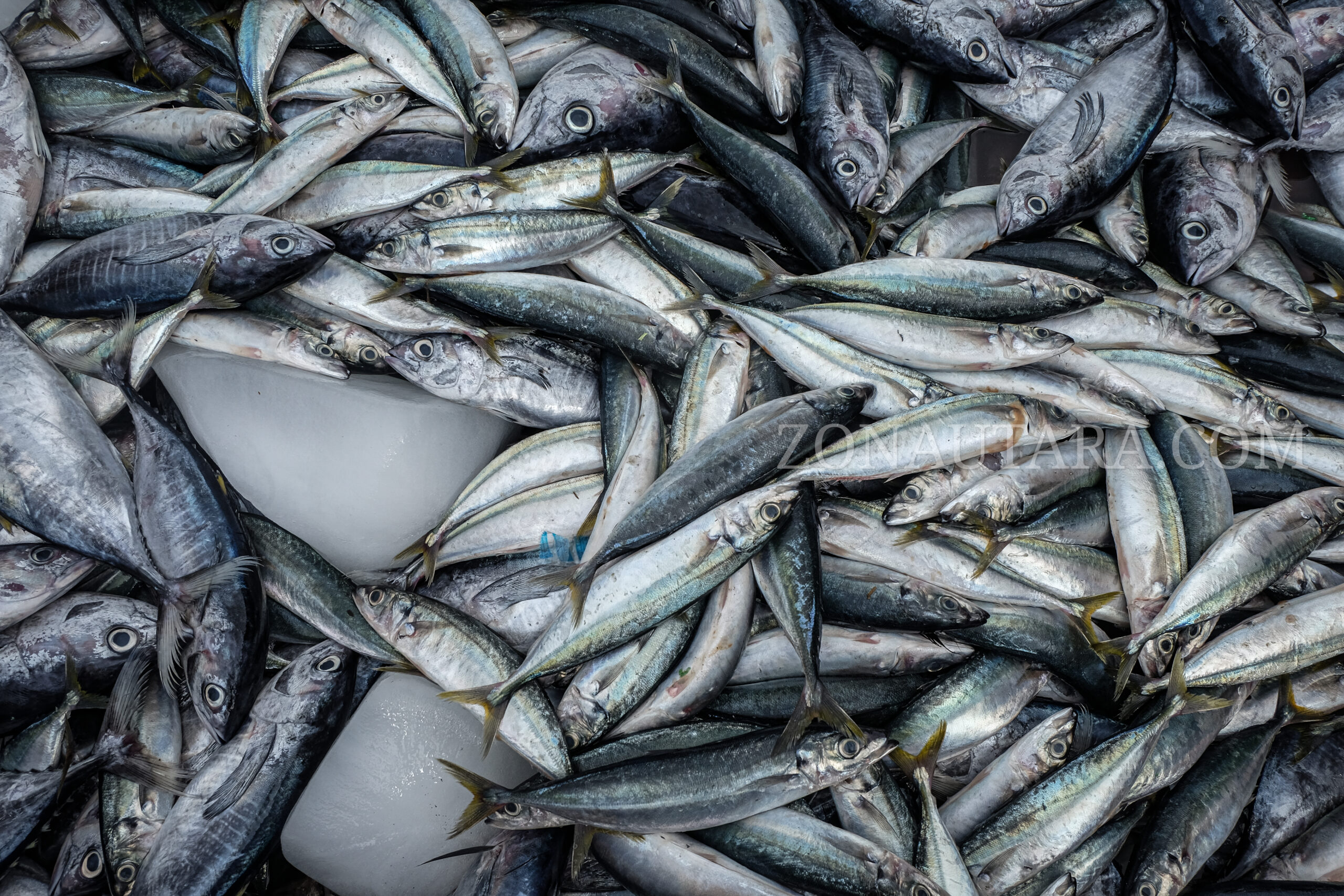 Ikan yang sudah siap dibawa ke pasar-pasar