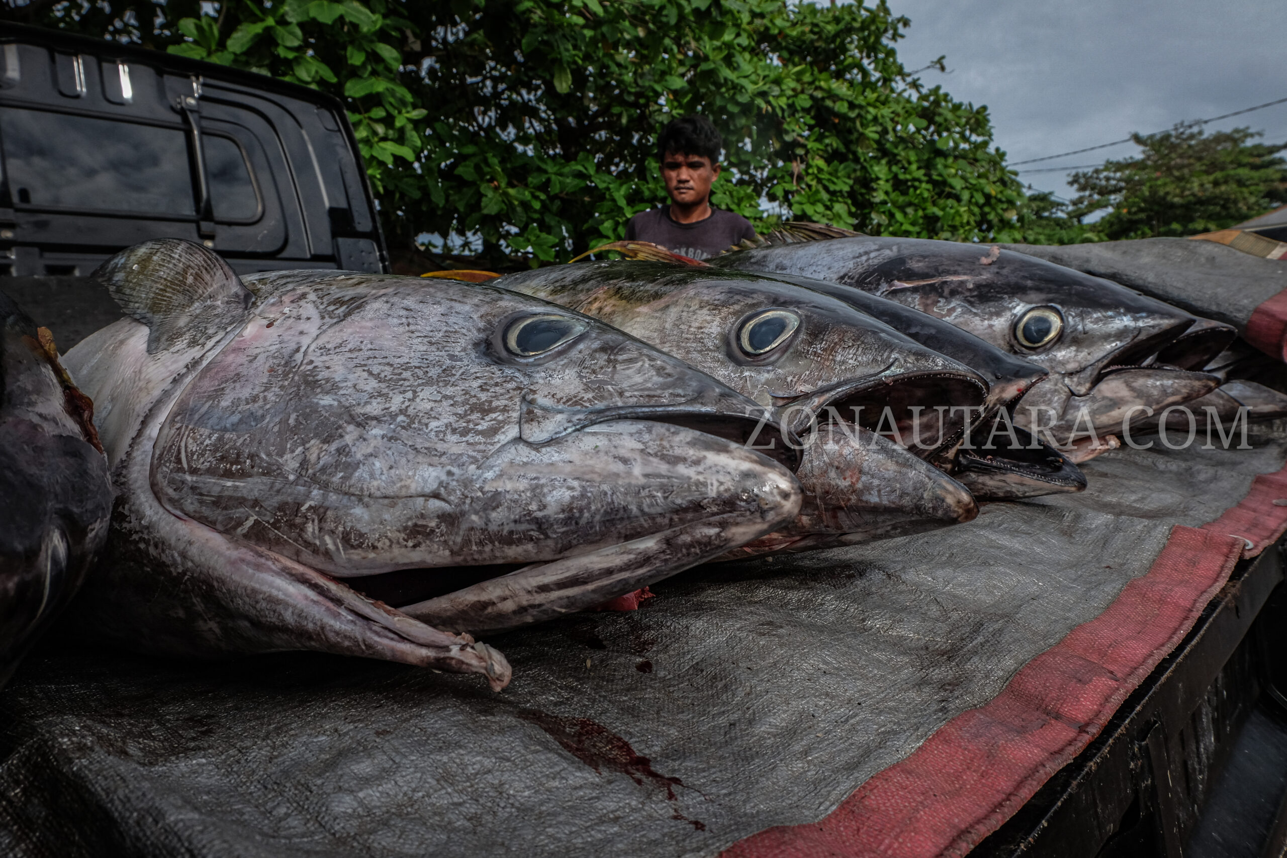 Ikan Tuna yang akan dibawa ke pengepul