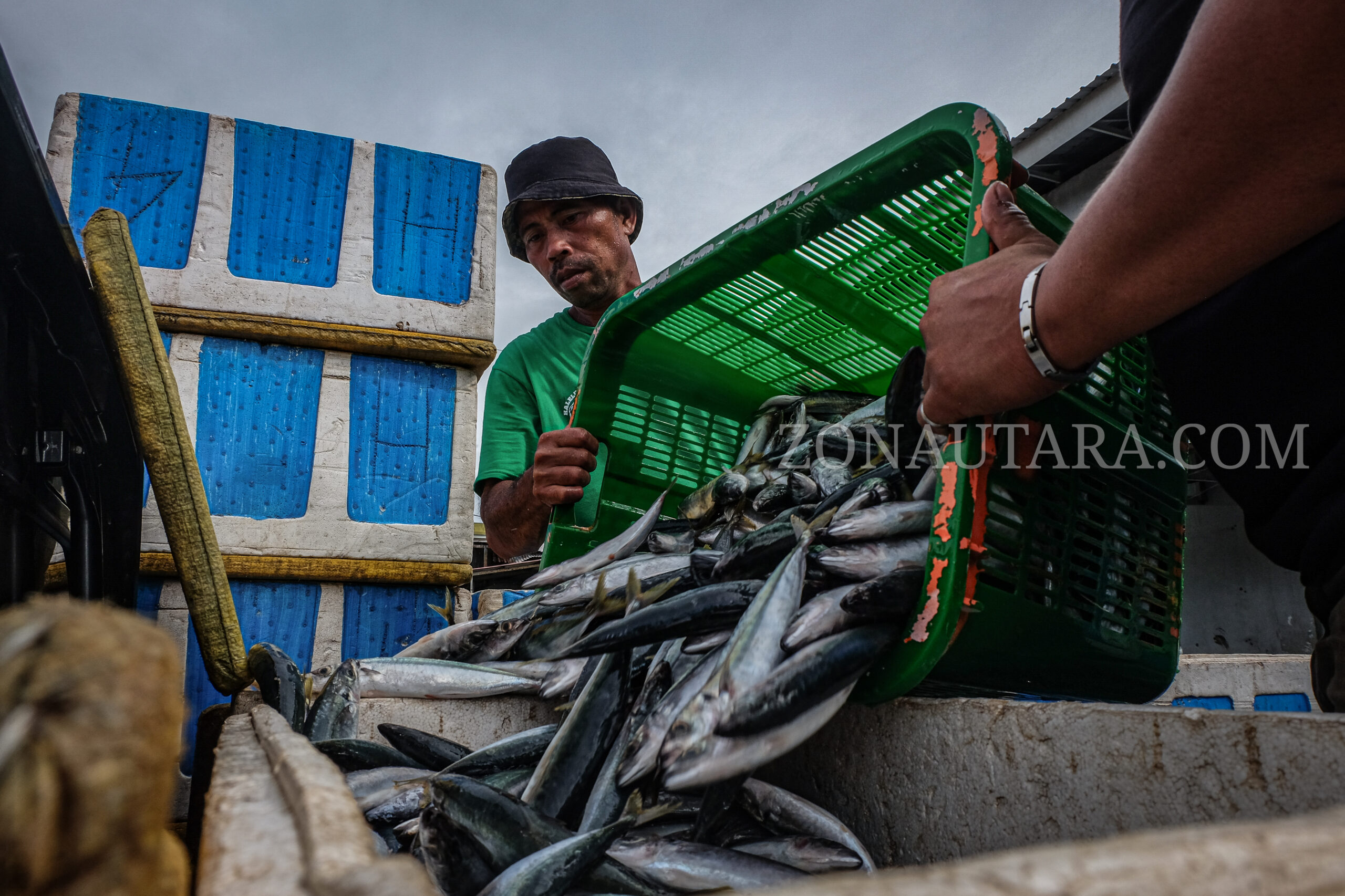 Ikan-ikan yang sudah selesai di timbang kemudian di taruh ke dalam box