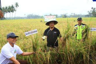 Pj Wali Kota Asripan Nani saat panen raya padi di Desa Bungko, Kecamatan Kotamobagu Selatan, Senin (1/7/2024), (Foto: Diskominfo KK).