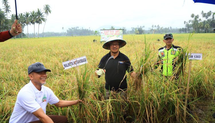 Pj wali kota asripan nani saat panen raya padi di desa bungko, kecamatan kotamobagu selatan, senin (1/7/2024), (foto: diskominfo kk).