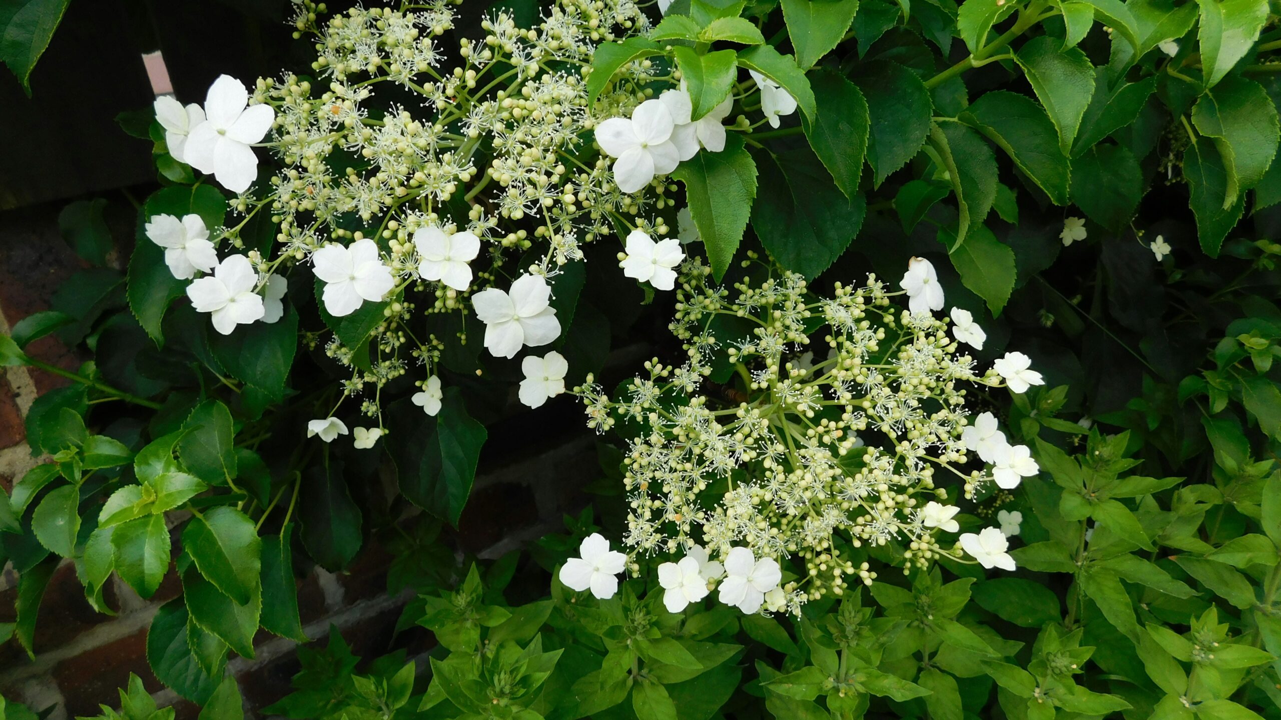 berkebun di rumah