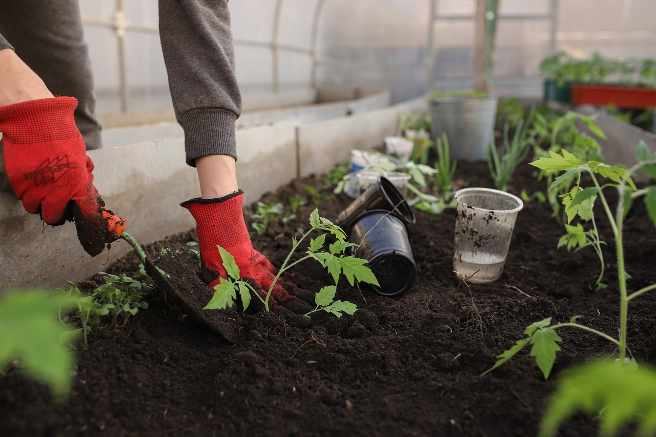 berkebun di rumah