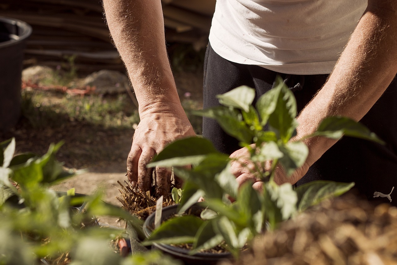 berkebun di rumah