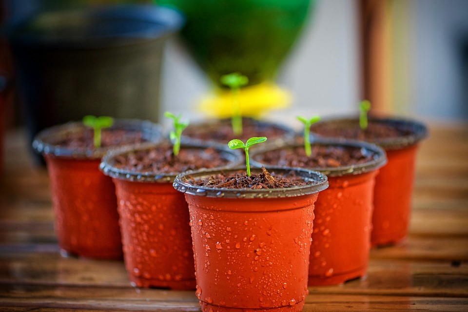 berkebun di rumah