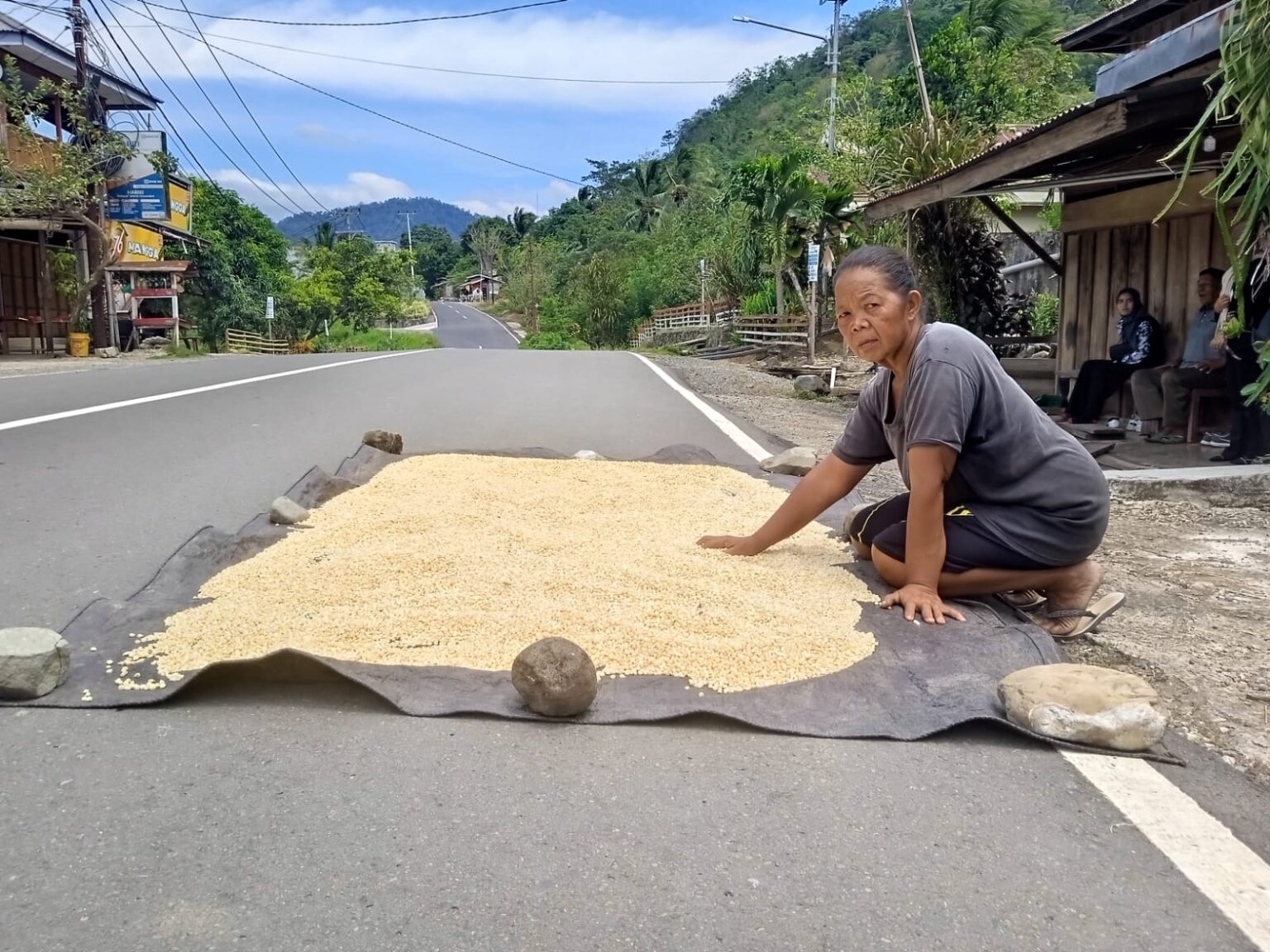 Sumarni potabuga sedang menjemur jagung, sebagai sumber untuk ia bertahan hidup setelah lahan perkembunannya tergenang air dari psn bendungan lolak, (foto: sajidin kandoli).