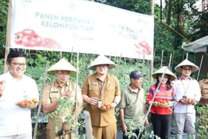 Panen tomat di Sitaro, harapan ketahanan pangan di tengah ketergantungan pasokan daerah lain
