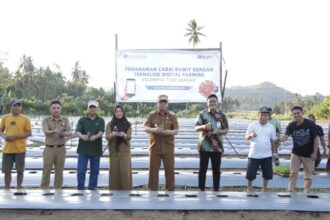 Penanaman Cabai Rawit dengan Teknologi Digital Farming Bantuan dari Bank Indonesia Perwakilan Sulut di Desa Lolayan, Bolmong, (Foto : Diskominfo KK).