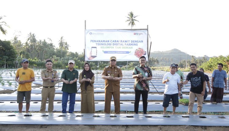 Penanaman Cabai Rawit dengan Teknologi Digital Farming Bantuan dari Bank Indonesia Perwakilan Sulut di Desa Lolayan, Bolmong, (Foto : Diskominfo KK).