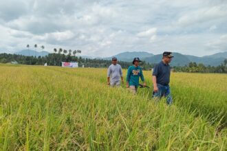 Pj wali kota kotamobagu, abdullah mokoginta, bersama opd terkait, melakukan peninjauan lapangan ke berbagai lokasi produksi pangan, (foto: zonautara. Com/sajidin kandoli).