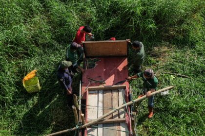 FOTO: Upaya penyelamatan Buaya Muara di Amurang