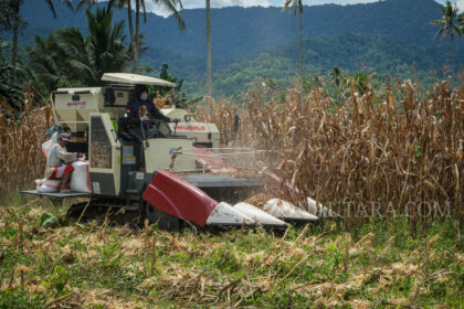 Nilai Tukar Petani Sulawesi Utara naik 0,13 persen di Januari 2025