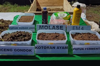Eceng gondok Danau Tondano disulap jadi kerajinan tangan dan pupuk