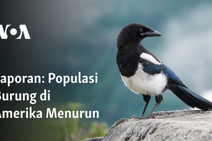 Populasi Burung di Amerika Menurun