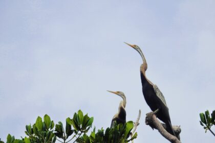 Kabar baik di tahun 2025: Status keterancaman 18 spesies burung di Indonesia menurun