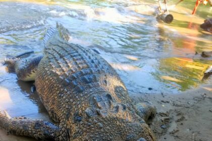 Penemuan bangkai buaya sepanjang tiga meter hebohkan warga Bolsel