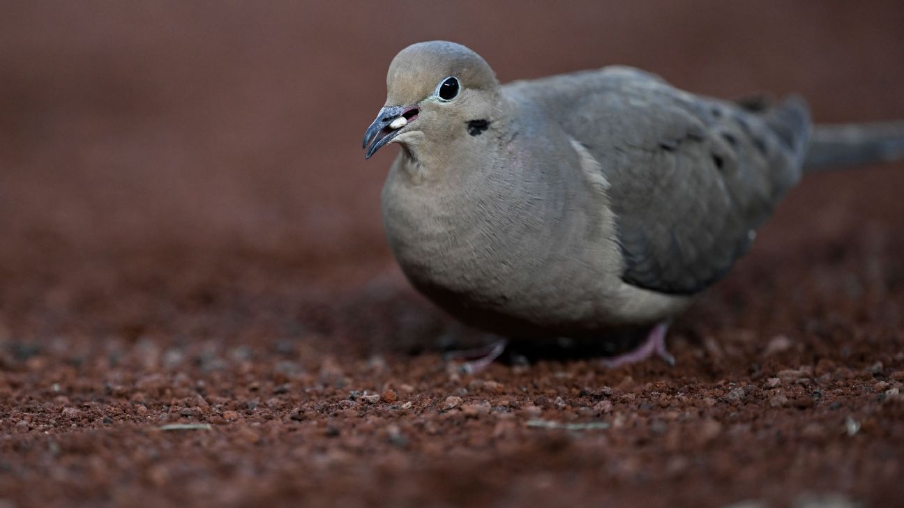 Shell shock: Elche melarang biji bunga matahari untuk membersihkan stadion.
