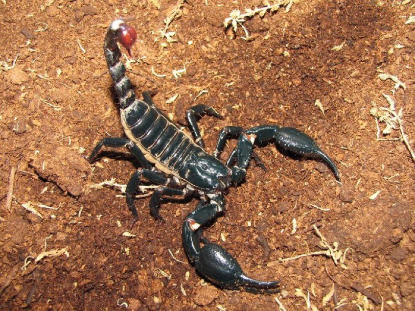 Beragam ritual dan tradisi unik dari berbagai belahan dunia dari potong jari hingga lempar bayi