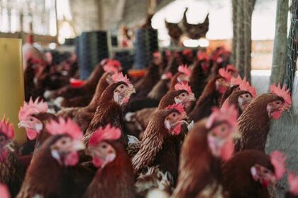 PLN dorong pengembangan UMKM peternakan lewat pelatihan dan bantuan peralatan listrik