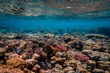 corals under water