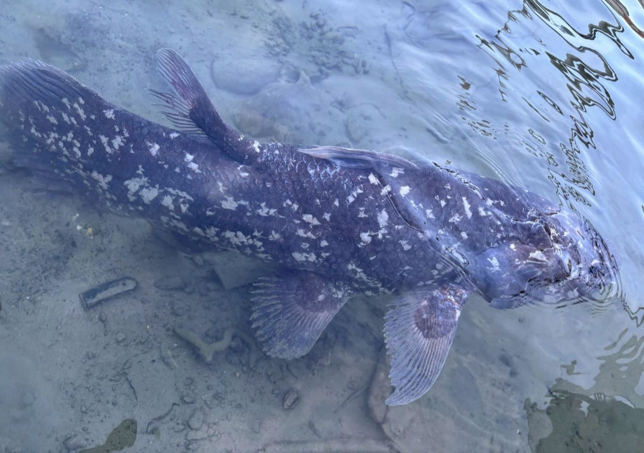Ikan Purba Coelacanth ditemukan di perairan Sulut, diselamatkan nelayan Tagulandang dari pukat