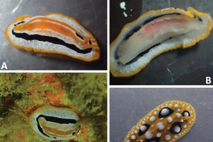siput laut