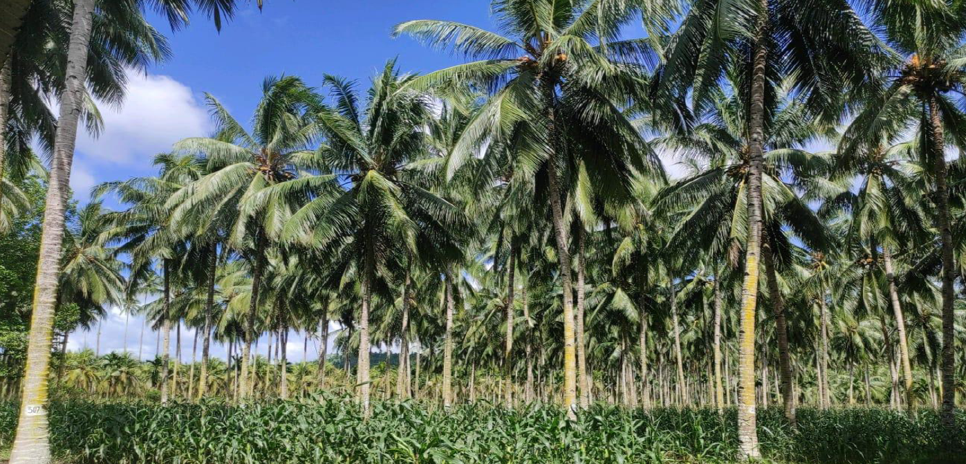 Hilirisasi perkebunan Sulut digenjot untuk sejahterakan petani