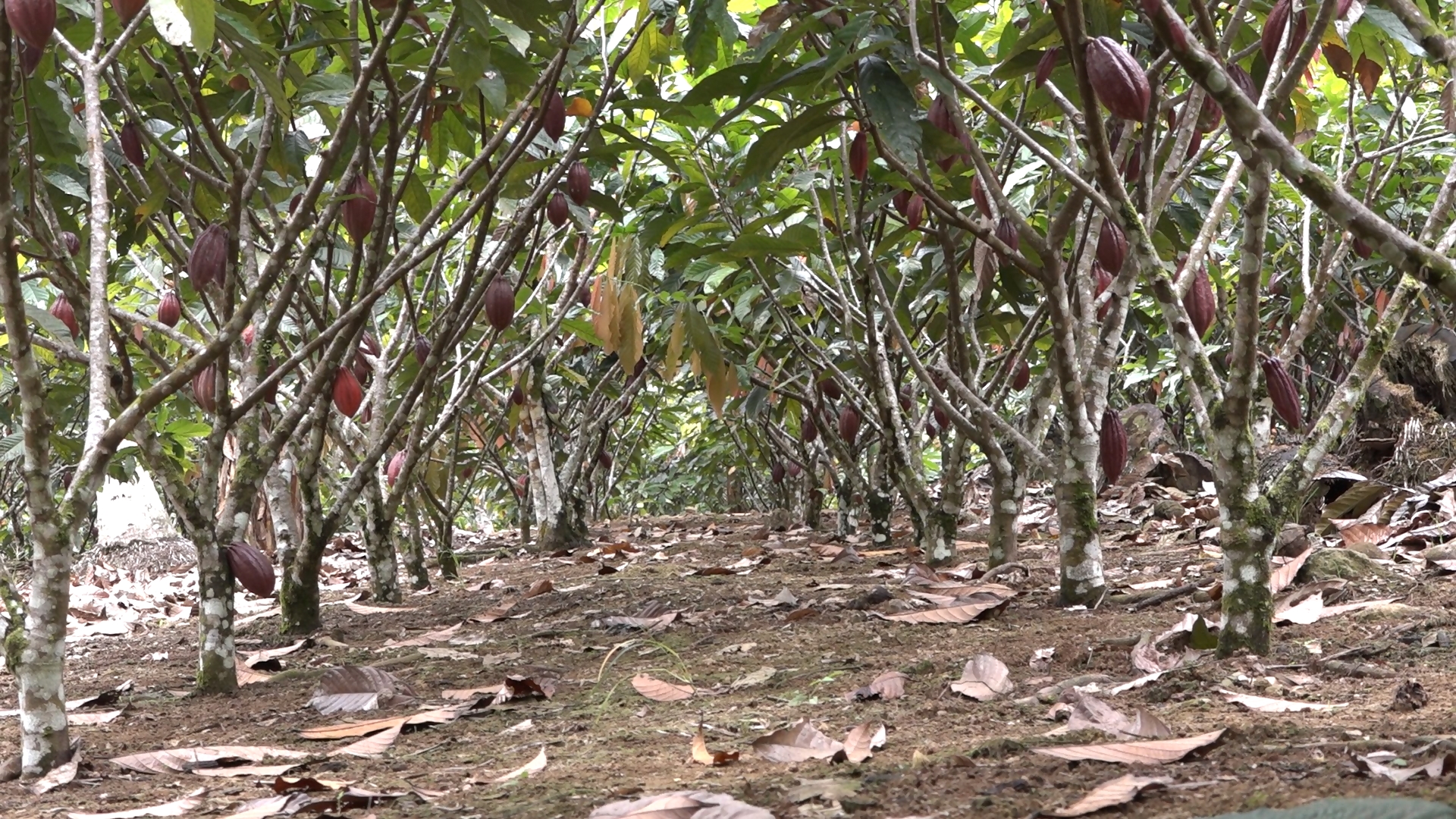 Uji tuntas HAM di lingkar tambang: Jejak dampak dan janji keberlanjutan di Bolaang Mongondow 14 jrbm