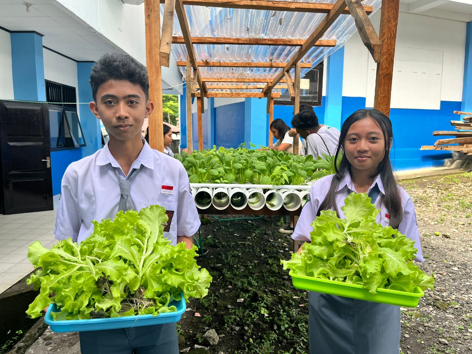 SMK Negeri 1 Siau Timur panen perdana sayuran Hidroponik, hasilnya langsung dipasarkan