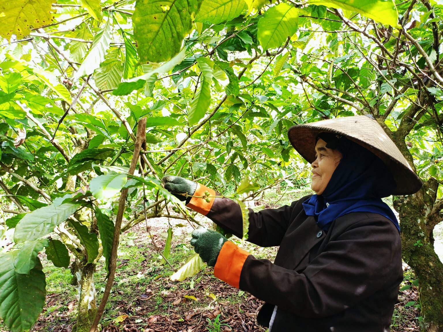 Potret perempuan di balik panen kopi Liberia