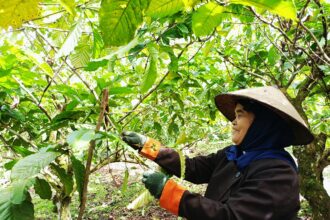 Potret perempuan di balik panen kopi Liberia