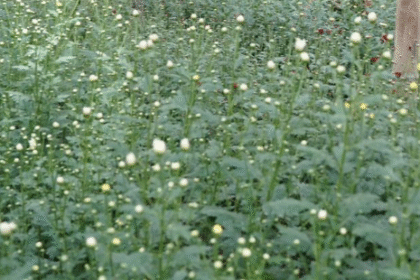 Sentuhan elektrifikasi PLN bawa bunga Krisan Tomohon tembus pasar ekspor