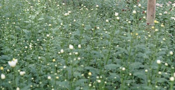 Sentuhan elektrifikasi PLN bawa bunga Krisan Tomohon tembus pasar ekspor