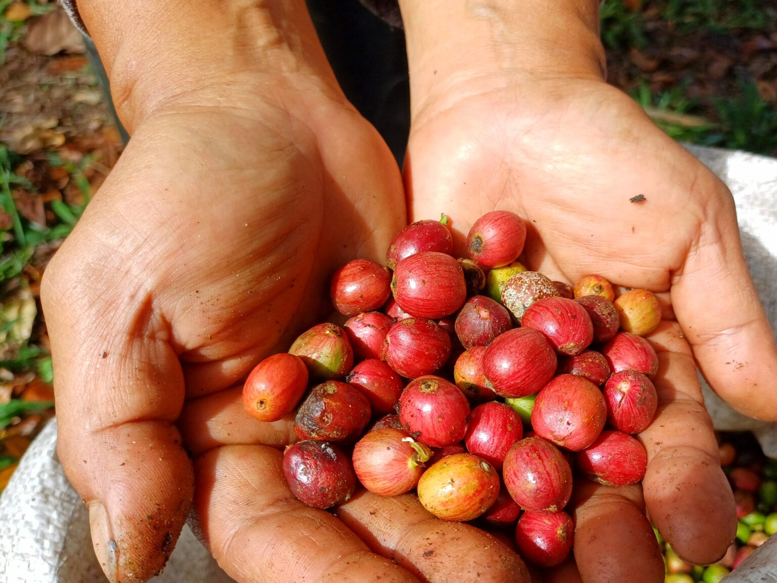 Robusta biji merah dari lereng Gunung Ambang: Termasuk dalam kategori Kopi Specialty